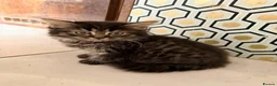 British Shorthair cats for sale: Stunning BSH Kittens Ready Now! - Advert 15
