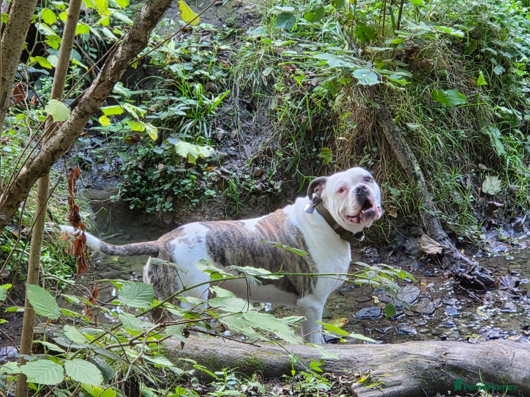 American Bulldog dogs for sale: Rescue Ozzy  - Image 13