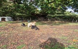 Mixed Breed dogs for sale: Mother  malnute  father  full black Labrador  - Image 4