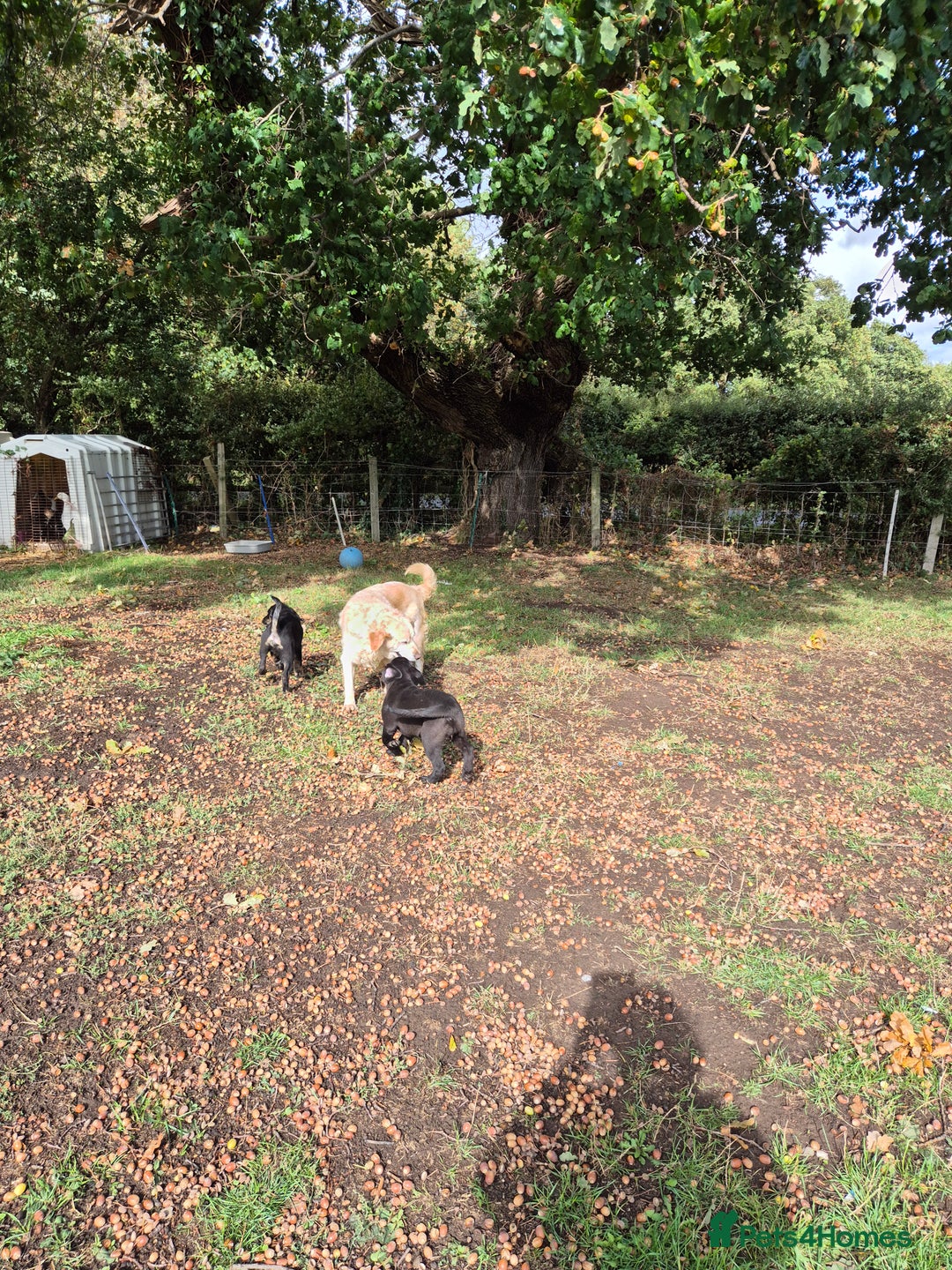 Mixed Breed dogs for sale: Mother  malnute  father  full black Labrador  - Image 4