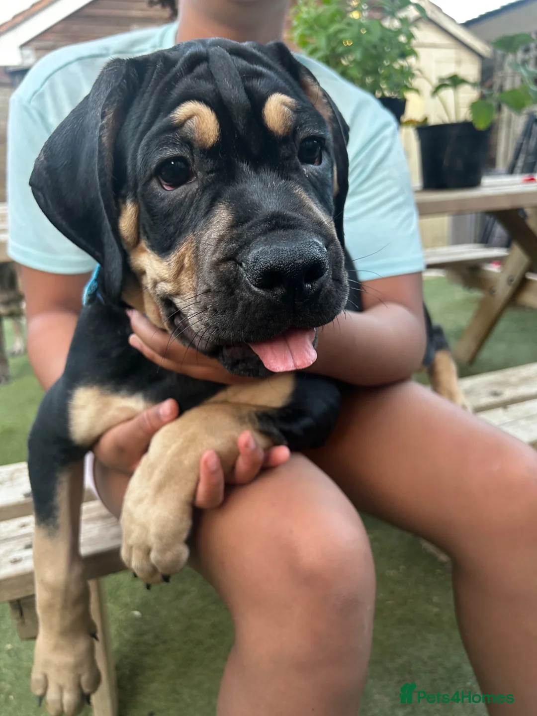 Mixed Breed dogs for sale: Stunning Cane Corso Cross Pups - Ready Now  - Advert 2