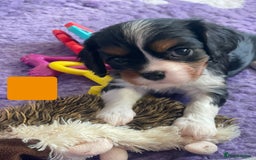 Cavalier King Charles Spaniel dogs for sale: Health Tested CKCS puppies  - Advert 6