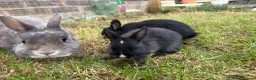 Netherland Dwarf rabbits for sale: Pure netherland dwarf babies - Advert 8