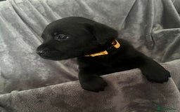 Labrador Retriever dogs for sale: Beautiful KC registered Labrador puppies - Image 24