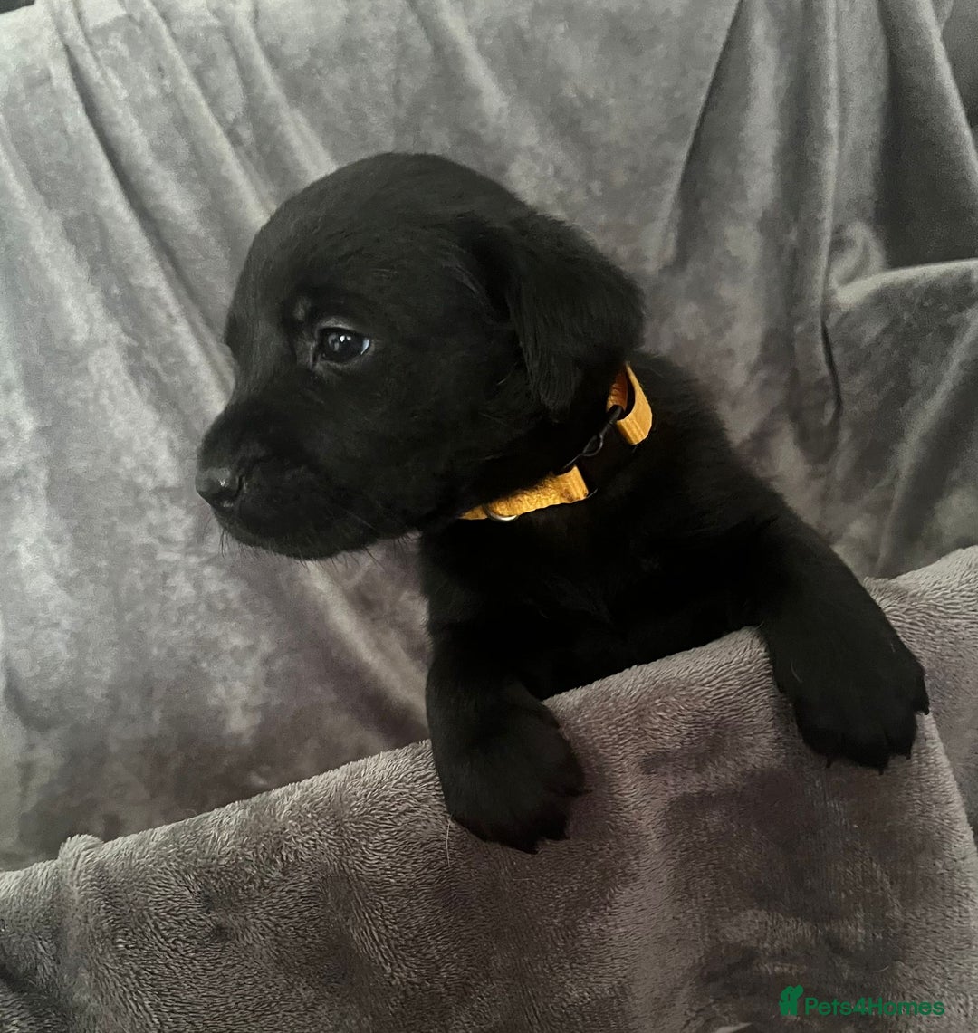 Labrador Retriever dogs for sale: Beautiful KC registered Labrador puppies - Image 24