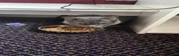 British Shorthair cats for sale: Beautiful Leia looking for her forever home! in Glenrothes - Advert 4