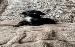 Lhasapoo dogs for sale: *****only 1 girl and 2 boys left ***** - Image 16