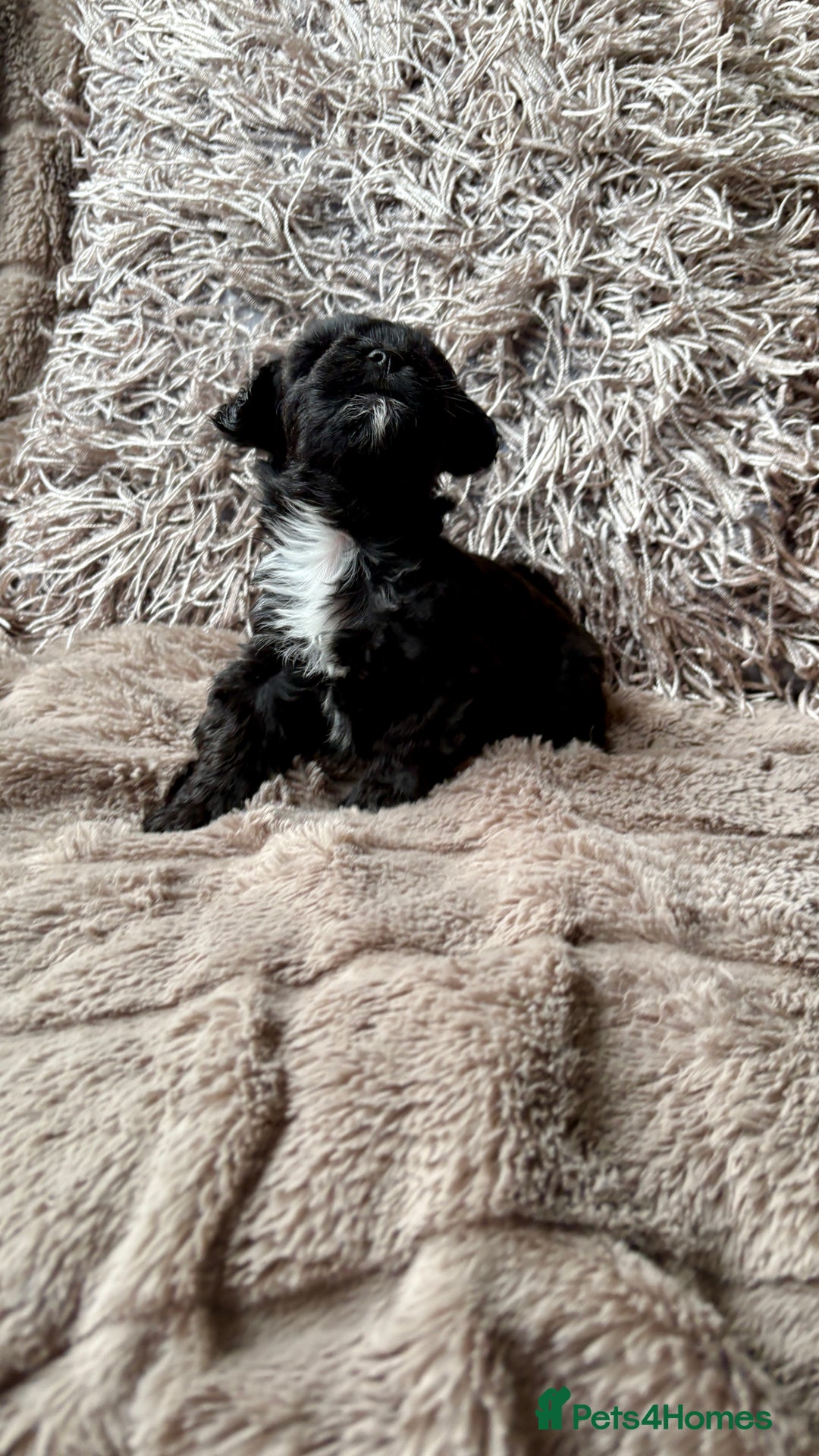 Lhasapoo dogs for sale: *****only 1 girl and 2 boys left ***** - Image 16