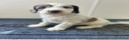 Sproodle dogs for sale: Miniature springerdoodle - Advert 6