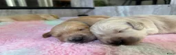 Golden Retriever dogs for sale: Beautiful Golden Retriever Puppies  - Advert 22