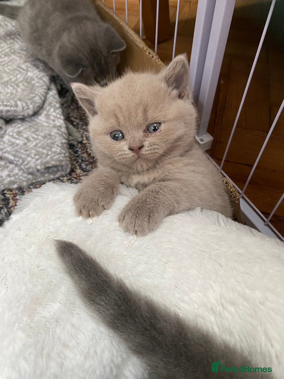British Shorthair cats for sale: British Shorthair Kittens For Sale - Advert 12