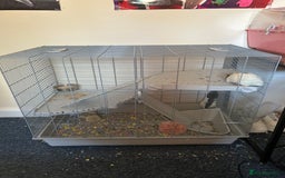 Rat rodents for sale: 2 Male Rats and Cage - Image 2