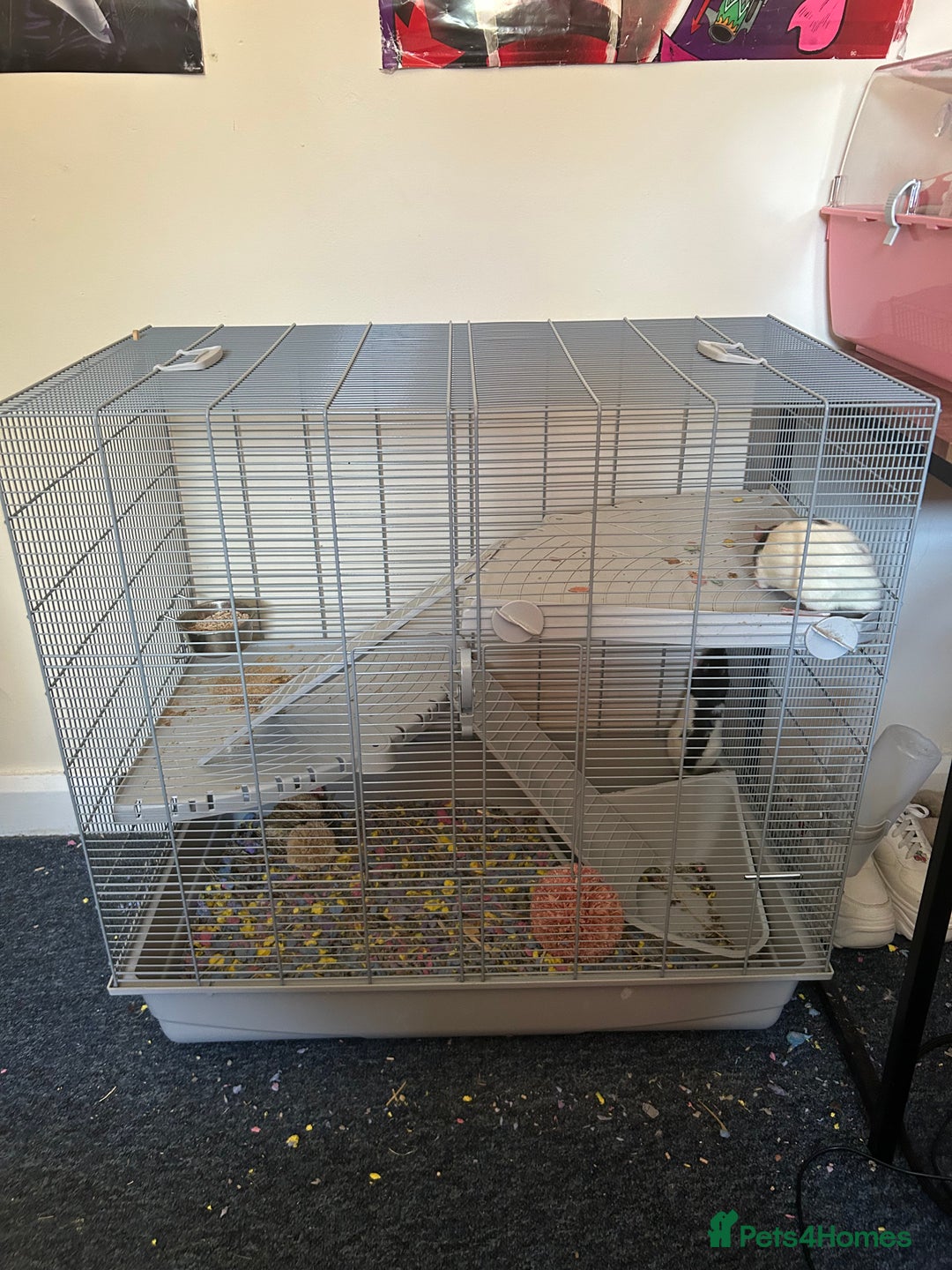 Rat rodents for sale: 2 Male Rats and Cage - Image 2