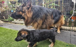 German Shepherd dogs for sale: German sheperd puppies - Image 17