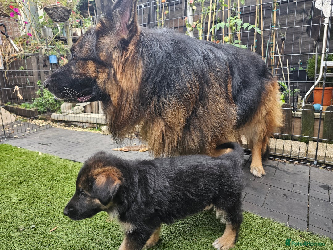 German Shepherd dogs for sale: German sheperd puppies - Image 17