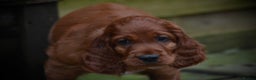 Irish Setter dogs for sale: Quality Irish setter puppies KC Registered - Advert 29