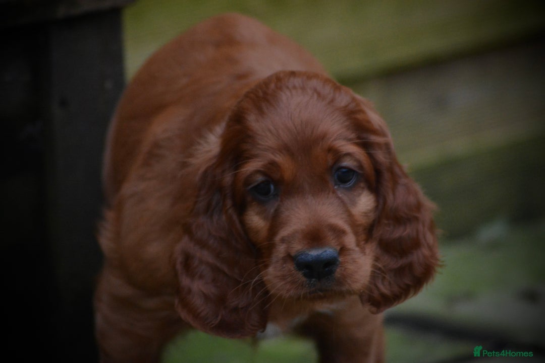 Irish Setter dogs for sale: Quality Irish setter puppies KC Registered - Advert 29