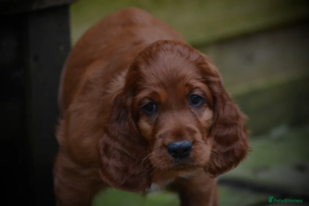 Irish Setter dogs for sale: Quality Irish setter puppies KC Registered - Advert 32