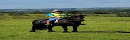 Fell horses for sale: Townend Lady Talisker 13.3 Registered Fell Pony  in Chesterfield - Advert 6