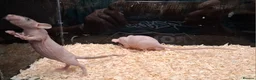 Rat rodents for sale: Baby Dumbo rats, natural, Rex , Nakeds - Advert 14