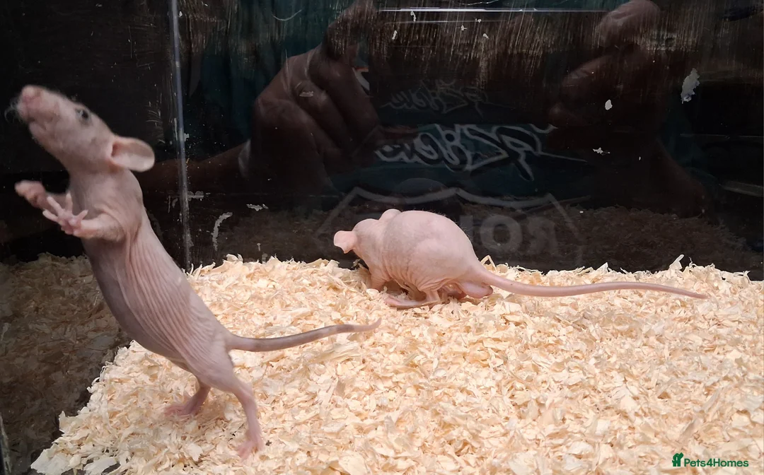 Rat rodents for sale: Baby Dumbo rats, natural, Rex , Nakeds - Advert 14