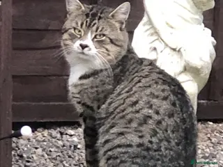 Mixed Breed cats Outdoor semi feral cat needs a home - Advert 8
