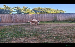 Goldendoodle dogs for sale: F1 Golden doodles by Varity Doodles  - Image 3