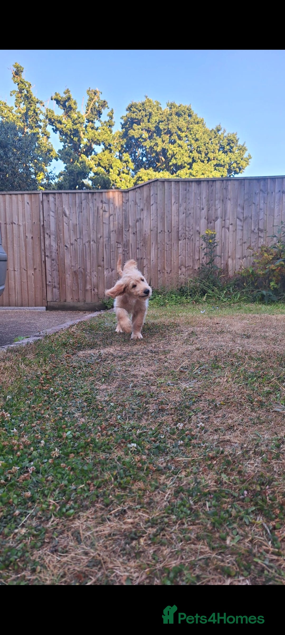 Goldendoodle dogs for sale: F1 Golden doodles by Varity Doodles  - Image 3