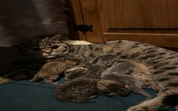 British Shorthair cats for sale: Adorable BSH kittens - Image 12