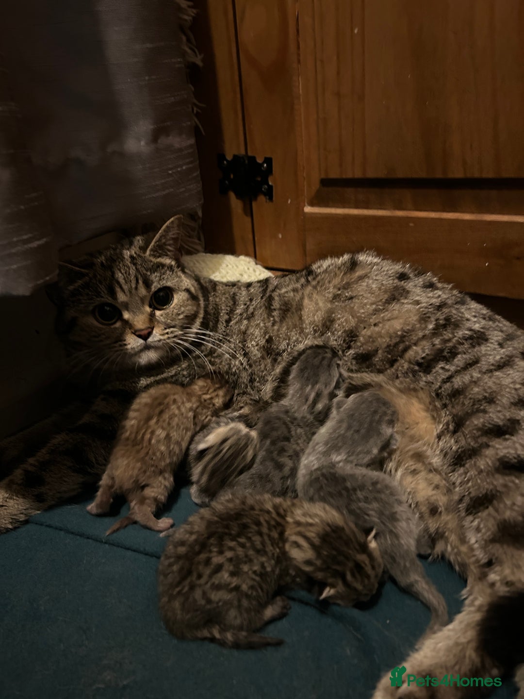 British Shorthair cats for sale: Adorable BSH kittens - Image 12