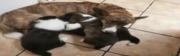 Welsh Corgi Cardigan dogs for sale: Three stunning puppies of Welsh Corgi Cardigan - Advert 2