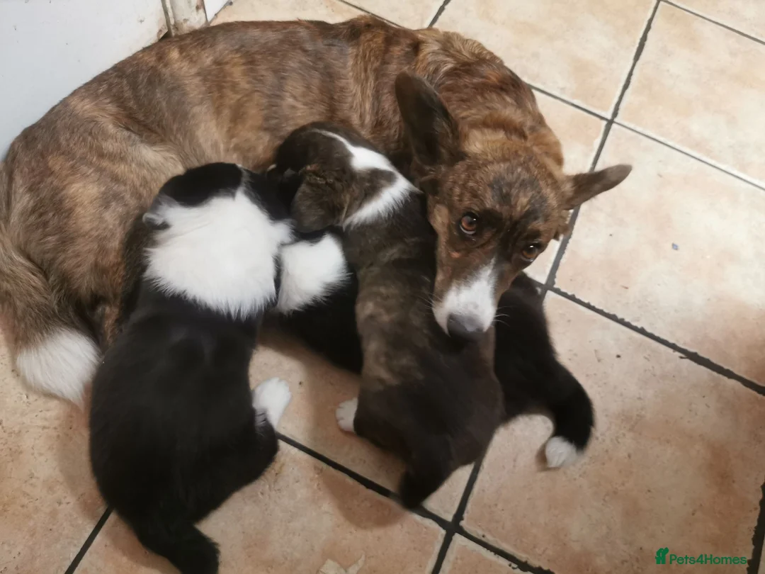 Welsh Corgi Cardigan dogs for sale: Three stunning puppies of Welsh Corgi Cardigan - Advert 2