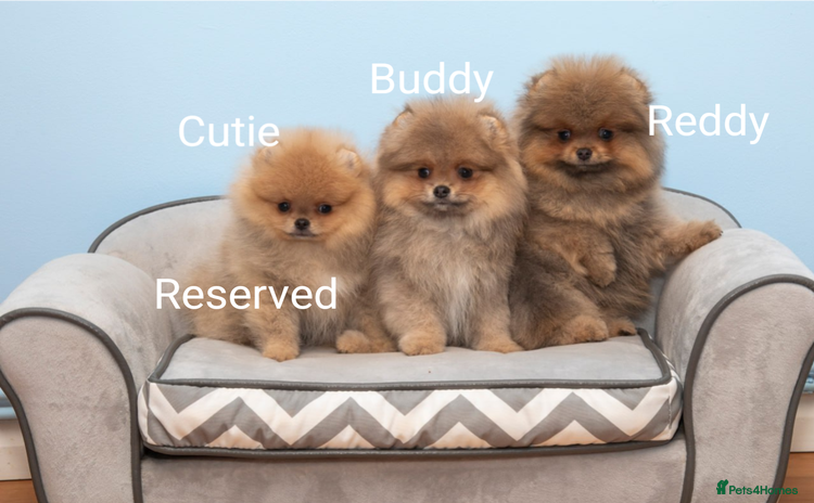 Pomeranian dogs - Advert 4
