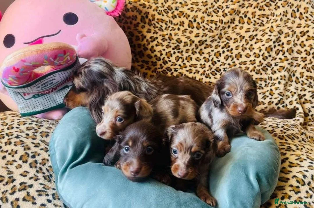 Miniature Dachshund dogs for sale: Gorgeous long‑haired Miniature Dachshund Puppies! - Advert 12