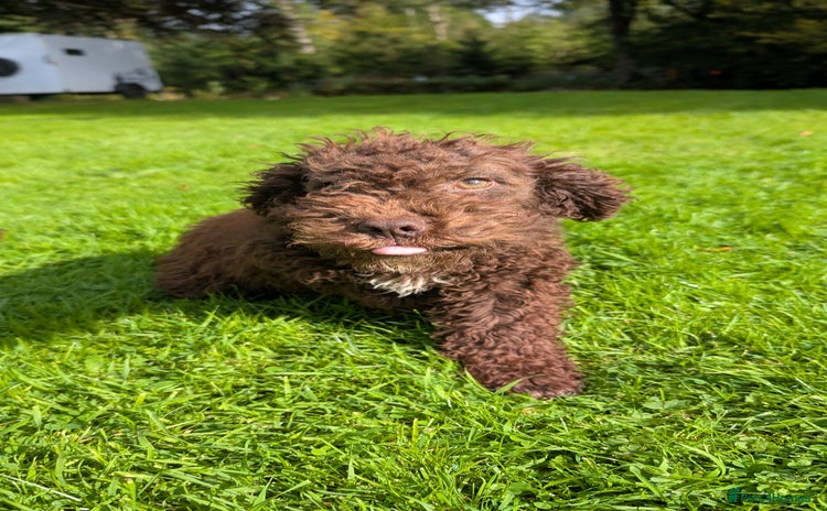 Lagotto Romagnolo dogs in Lockerbie - Advert 1