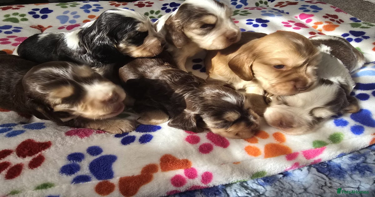 Rainbow kennels club puppies for sale in Belper Pets4Homes