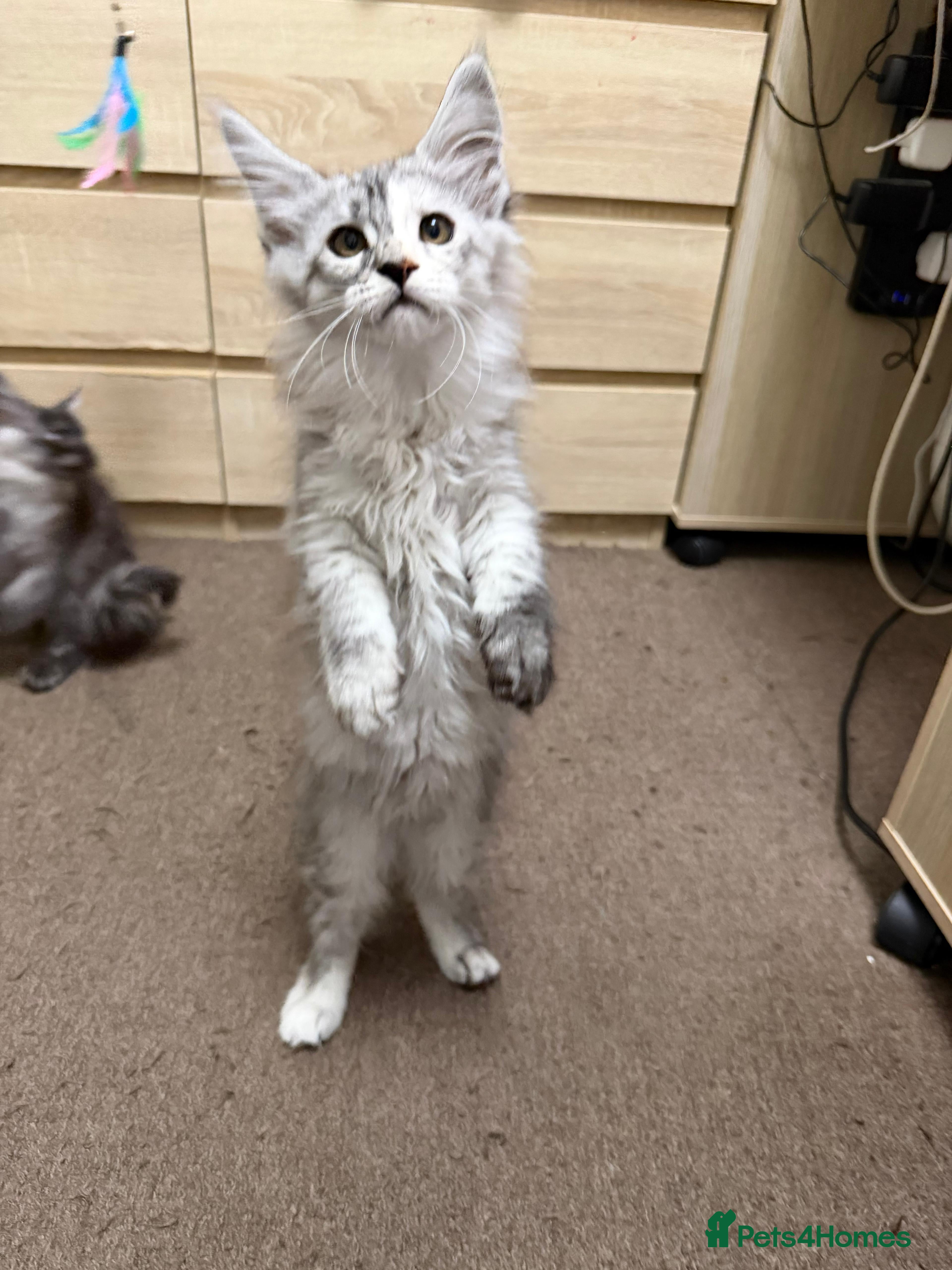 Maine Coon cats Pure Maine Coon kittens available  - Advert 6