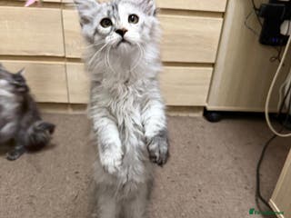 Maine Coon cats Pure Maine Coon kittens available - Advert 13