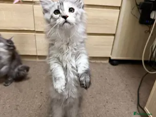 Maine Coon cats Pure Maine Coon kittens available - Advert 3