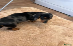 Dachshund dogs for sale: Dachshund pups - Image 4