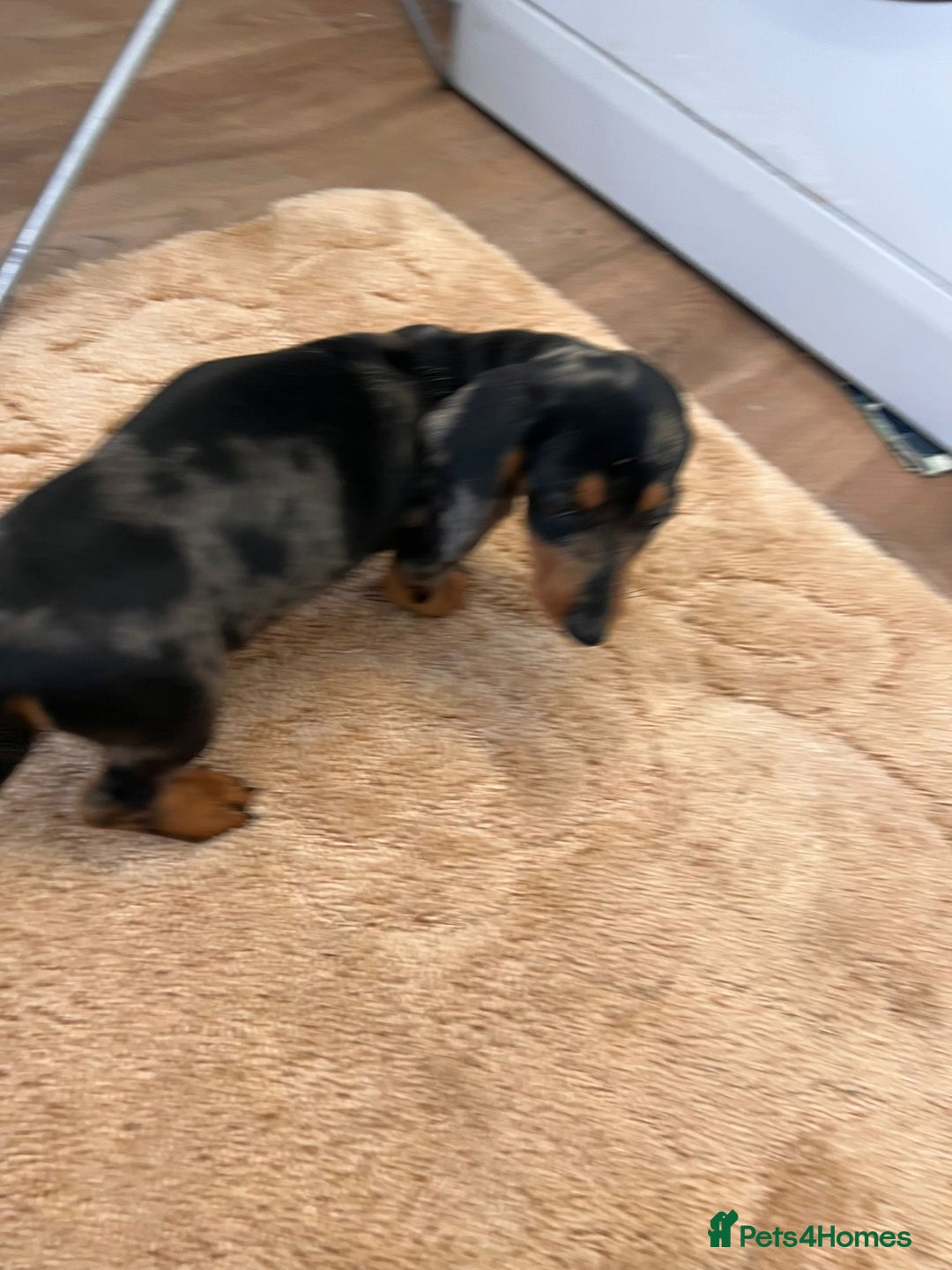 Dachshund dogs for sale: Dachshund pups - Image 4