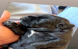 American Bully dogs for sale: RARE FLUFFY POCKET BULLIES - Image 12