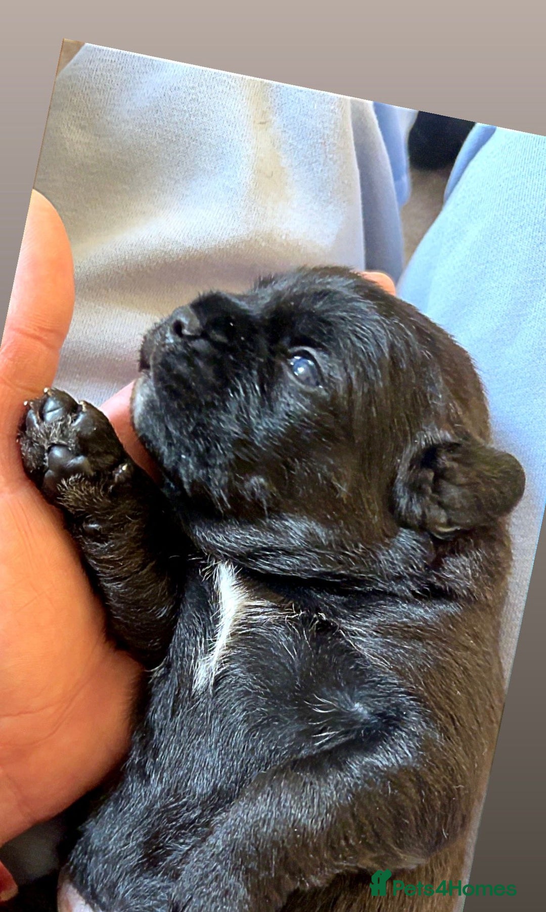 American Bully dogs for sale: RARE FLUFFY POCKET BULLIES - Image 12