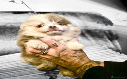 Pomeranian dogs for sale: Rare miniature Teddy face pomeranian puppies  - Image 11