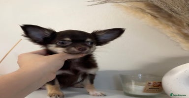 Chihuahua dogs READY TO GO Chocolate GIRL TINY Chihuahua Longhair - Advert 14