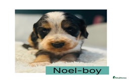 Cocker Spaniel dogs for sale: 6 Cocker Spaniel puppies for sale - Advert 6