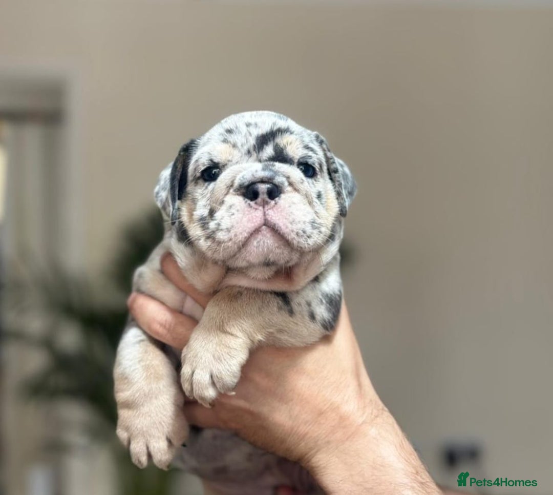 English Bulldog dogs for sale: Beautiful English Bulldog Puppies - Image 17