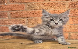 Maine Coon cats for sale: Beautiful Maine Coon kittens - Image 3