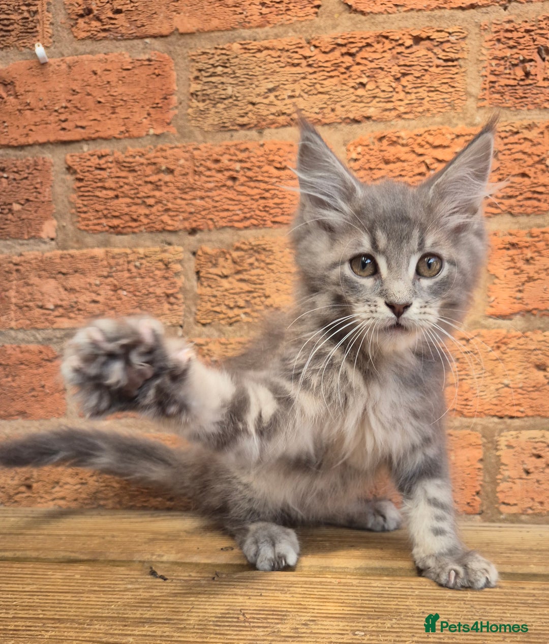 Maine Coon cats for sale: Beautiful Maine Coon kittens - Image 3