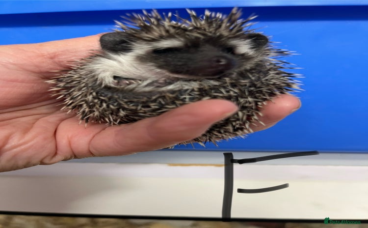 Pygmy Hedgehog rodents - Advert 13
